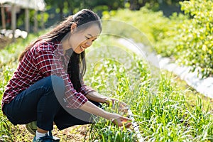 Asian woman farmer in organic vegetable garden