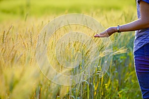Asian young woman gently touched the barley with her hand