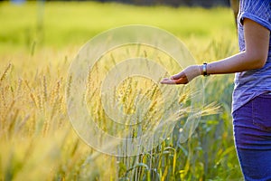 Asian young woman gently touched the barley with her hand