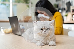 Asian young woman suffering from allergies to cat`s fur and sneezes. Attractive beautiful girl use laptop computer work from home