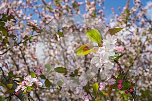 Asiatic apple blossoms