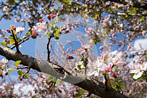 Asiatic apple blossoms