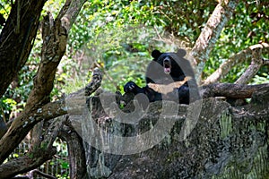 Asiatic black bear in the tree