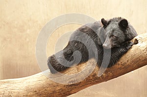 Asiatic Black Bear photo