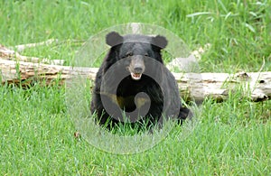 Asiatic black bear photo