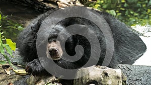 Asiatic Black Bear