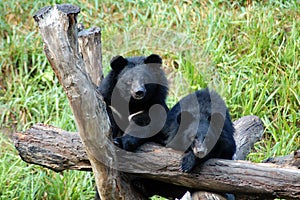 Asiatic black bear