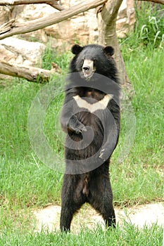 Asiatic black bear