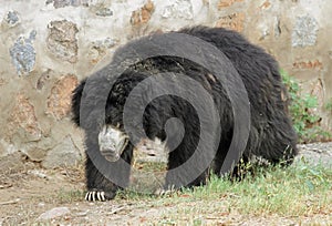 Asiatic Black Bear photo