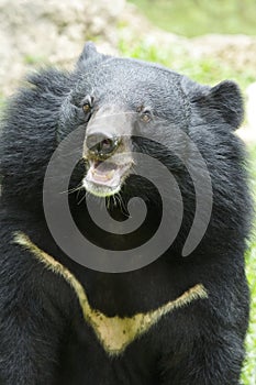Asiatic black bear photo