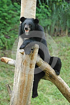 Asiatic black bear