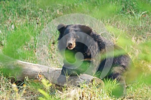 Asiatic black bear