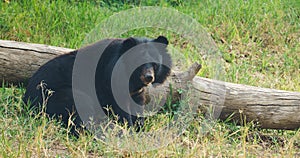 Asiatic black bear