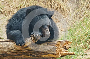 Asiatic black bear