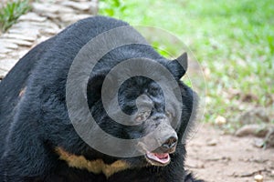 Asiatic Black Bear