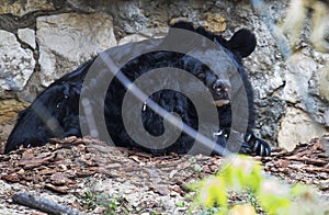 Asiatic black bear.