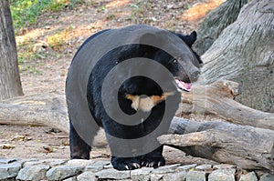 Asiatic black bear