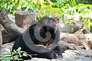 Asiatic black bear