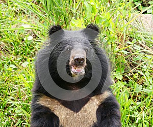 Asiatic black bear