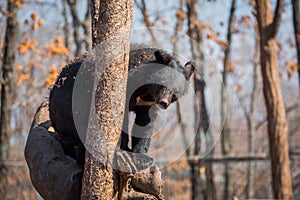 Asiatic black bear