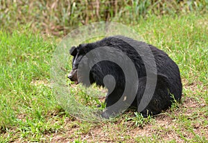 Asiatic black bear