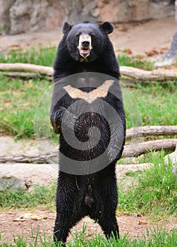 Asiatic black bear