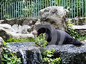 Asiatic black bear