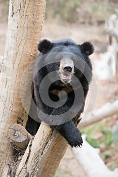 Asiatic black bear