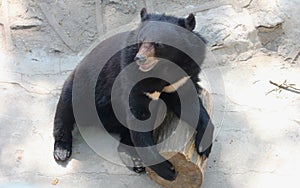 Asiatic black bear