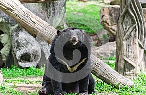 Asiatic black bear hold branch