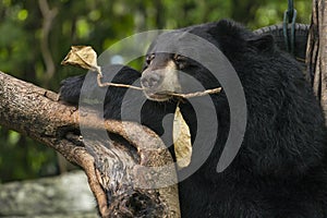Asiatic black bear