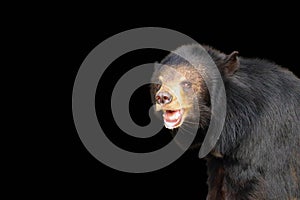 Asiatic Black Bear  isolated