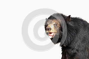 Asiatic Black Bear  isolated