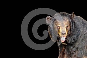 Asiatic Black Bear  isolated