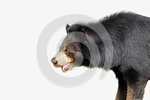Asiatic Black Bear  isolated
