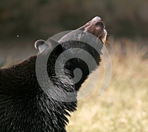 Asiatic Black Bear looks up photo