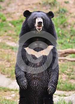 Asiatic black bear