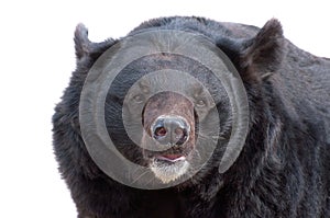 Asiatic black bear portrait