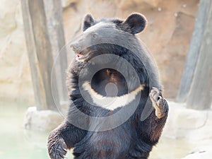 Asiatic black bear stand and wave its arms asking for food