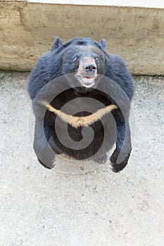 Asiatic black bear standing