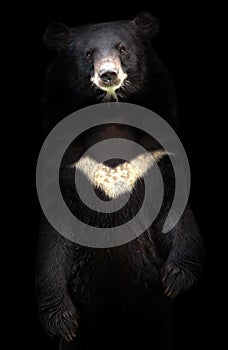 Asiatic black bear photo