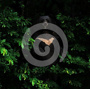 Asiatic black bear standing in the dark forest