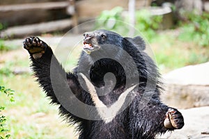 Asiatic black bear standing and relax in the summer - Black bear with chest The V shape is white wool