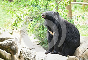 Asiatic black bear standing and relax in the summer - Black bear waiting for its food in the zoo