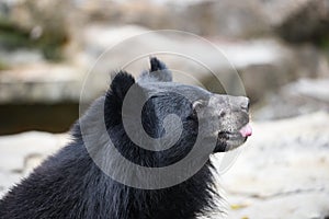 Asiatic black bear standing and relax in the summer - Black bear waiting for its food in the zoo , Stick out tongue animal