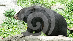 Asiatic black bear standing on stone with green leaves background