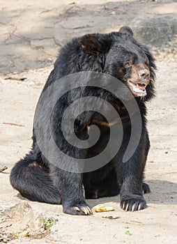 Asiatic black bear, Tibetan black bear