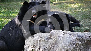 Asiatic black bear or Tibetan black bear, science names Ursus thibetanus, laying down and relax in HD