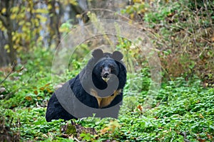 Asiatic black bear Ursus thibetanus