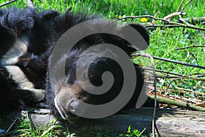 Asiatic black bear (Ursus thibetanus